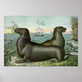 Póster Ilustração dos Leões do Mar Vintage 19"X13"
