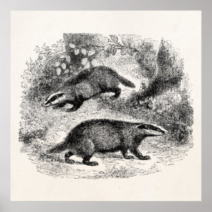 Póster Ilustração dos texugos dos 1800s do texugo do