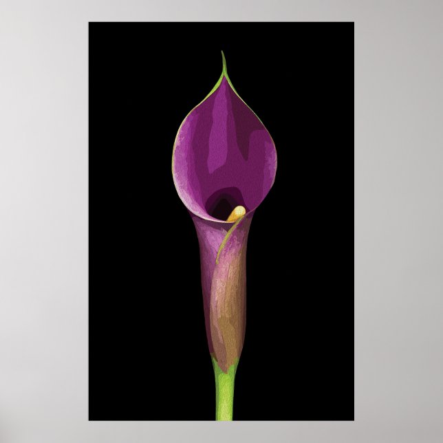 Poster Ilustração Elegante de Copo-de-Leite Roxo (Frente)