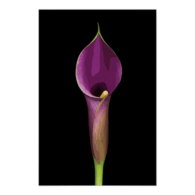 Póster Ilustração Elegante de Copo-de-Leite Roxo (Frente)