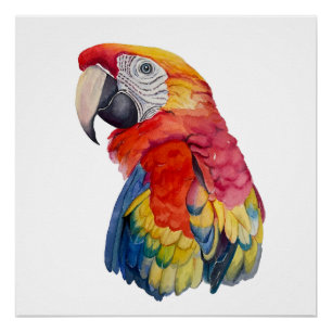 Póster Ilustração em Aquarela de Papagaio Colorido
