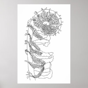 Poster Ilustração Fiddlehead Fern