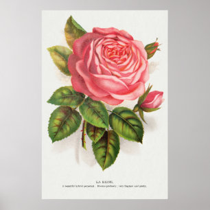 Poster Ilustração Floral Rosa Antiga Cottagecore