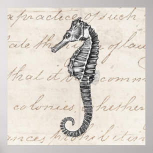 Póster Ilustração havaiana do cavalo de mar dos 1800s d