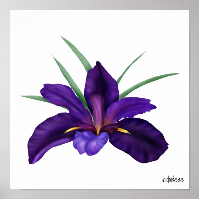 Poster Ilustração Iris de Água de Cão Roxo Profundo (Frente)