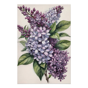Póster Ilustração Lilac Bush Roxo Lilac