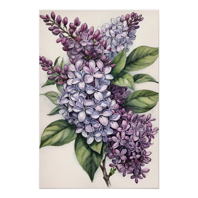 Póster Ilustração Lilac Bush Roxo Lilac (Frente)