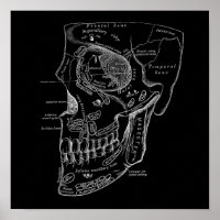 Ilustração Médica Antiga da Anatomia da Face Crôni