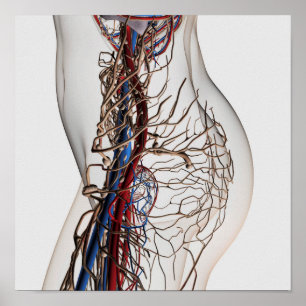 Póster Ilustração Médica Das Artérias 2