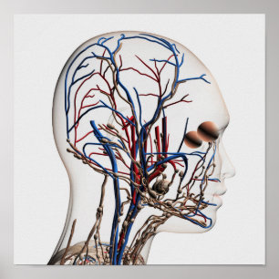 Poster Ilustração médica das artérias principais 1