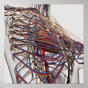 Póster Ilustração médica de artérias fêmeas do peito