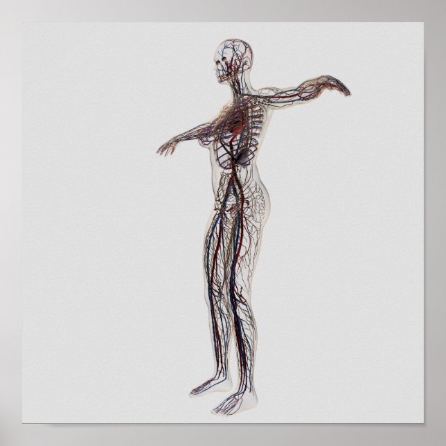 Poster Ilustração Médica De Artérias Femininas, Veias (Frente)
