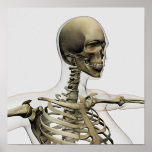 Póster Ilustração médica de um crânio das mulheres e