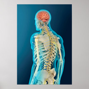 Póster Ilustração médica do cérebro humano & da haste