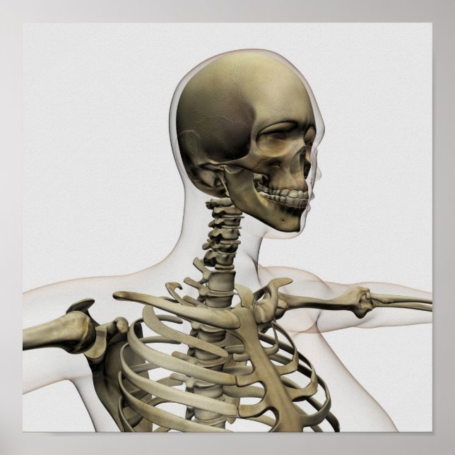 Póster Ilustração Médica Do Crânio De Uma Mulher E (Frente)