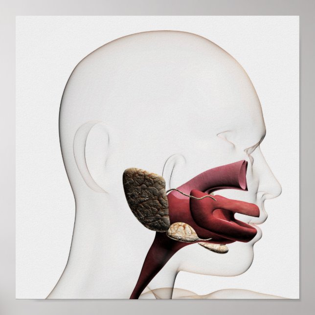 Póster Ilustração Médica Do Digestivo Humano (Frente)