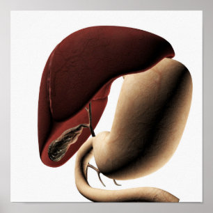 Poster Ilustração Médica Do Fígado E Do Estômago