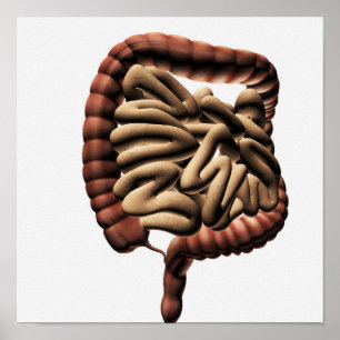 Póster Ilustração médica do grande intestino
