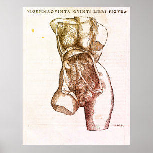 Poster Ilustração Médica do Sistema de Reprodução Fe