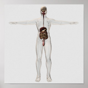Póster Ilustração médica do sistema digestivo masculin