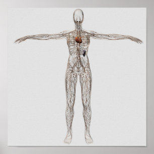 Poster Ilustração médica do sistema linfático fêmea