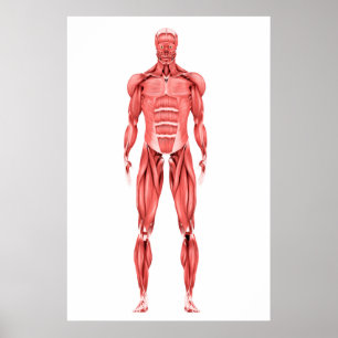 Poster Ilustração médica do sistema muscular masculino
