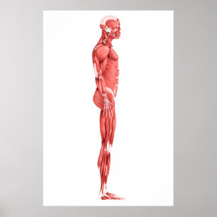 Póster Ilustração médica do sistema muscular masculino
