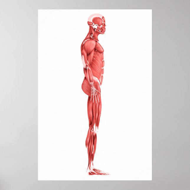 Póster Ilustração Médica Do Sistema Muscular Masculino 1 (Frente)