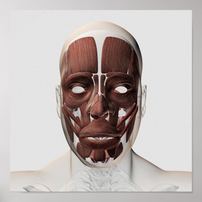 Póster Ilustração Médica Dos Músculos Faciais Masculinos (Frente)