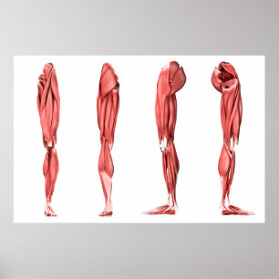 Poster Ilustração médica dos músculos humanos do pé