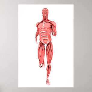 Poster Ilustração médica dos músculos masculinos que