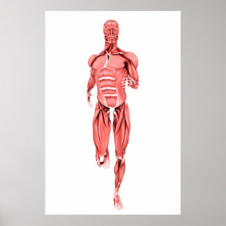 Poster Ilustração Médica Dos Músculos Masculinos Que Corr