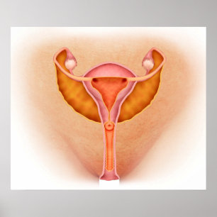Póster Ilustração médica dos órgãos genitais fêmeas