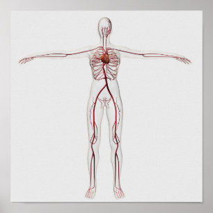 Póster Ilustração médica: Sistema circulatório fêmea