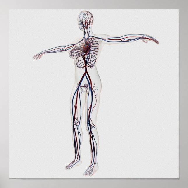 Poster Ilustração Médica: Sistema Circulatório Feminino 2 (Frente)