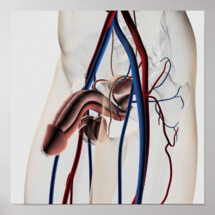 Poster Ilustração médica: Sistema reprodutivo masculin