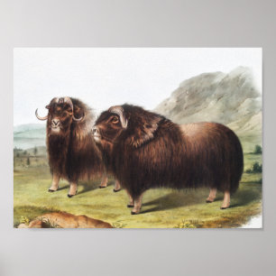 Poster Ilustração Musk Ox (Ovibos moschatus)