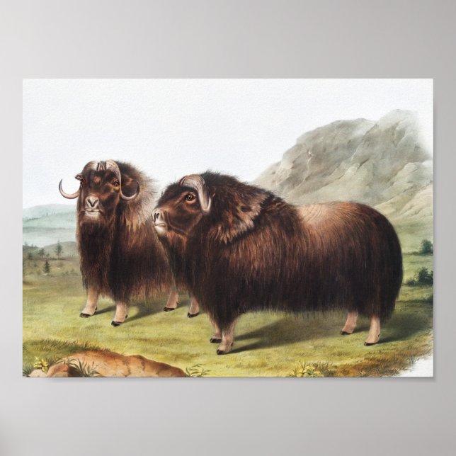 Poster Ilustração Musk Ox (Ovibos moschatus) (Frente)