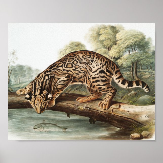 Poster Ilustração Ocelot, Gato-Leopardo (Felis pardalis) (Frente)