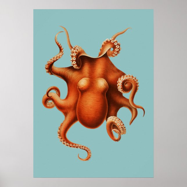 Poster Ilustração Octopus (Frente)