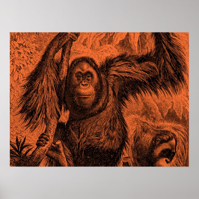 Póster Ilustração Orangotã Laranja Vintage - Macaco (Frente)