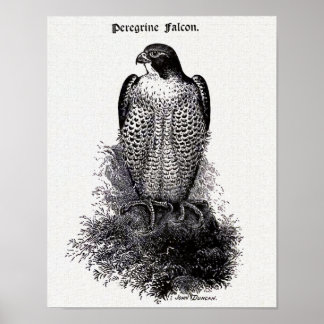 Poster Ilustração Peregrine Falcon Vintage Bird