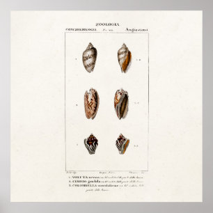 Póster Ilustração Personalizada de Shell de Conchas do Ma