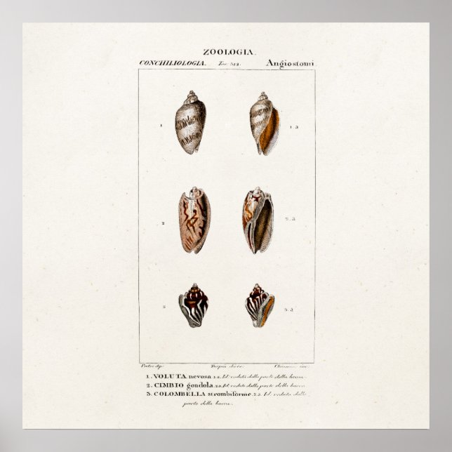 Póster Ilustração Personalizada de Shell de Conchas do Ma (Frente)