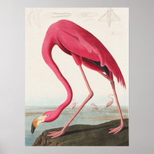 Poster Ilustração Pink Flamingo