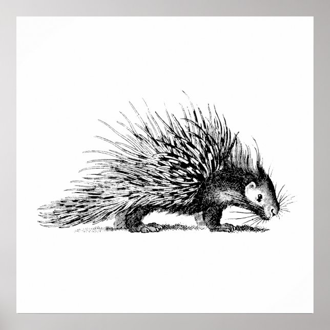 Póster Ilustração Porcupine Vintage - Porcupines 1800 (Frente)