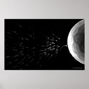 Póster Ilustração preto e branco da fecundação