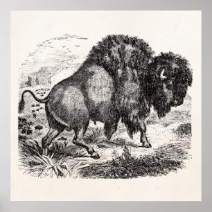 Poster Ilustração retro do animal do bisonte do búfalo