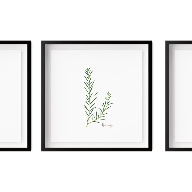 Poster Ilustração Rosemary | Herbs Kitchen Wall Art (Criador carregado)