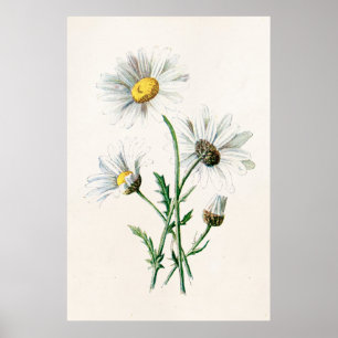 Póster Ilustração velha da flor selvagem das margaridas